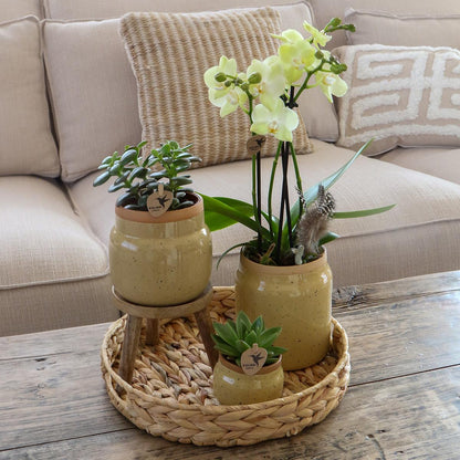 Gift Set Yellow Orchids in Vintage khaki pot and hyacinth tray