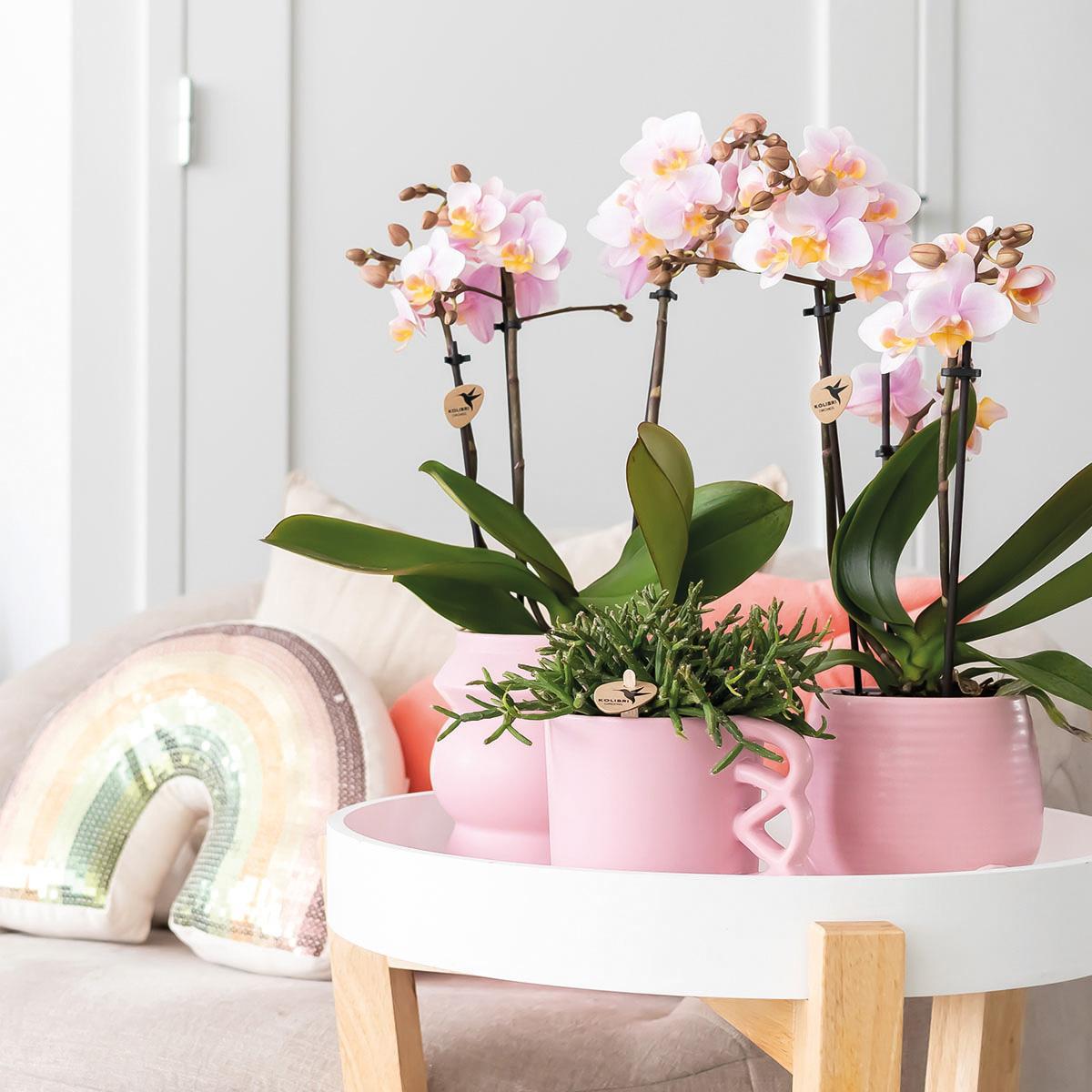 COMBI DEAL of 2 Pink Orchids - Andorra - pot size 9cm