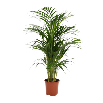 Areca Palm - Height 85 cm - Pot size 19 cm