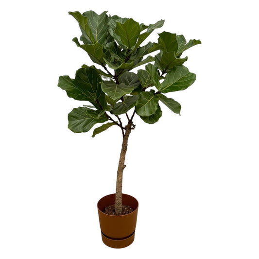 Ficus Lyrata on a stem + Elho Greenville Round Brown Pot - 160 cm - 30 cm