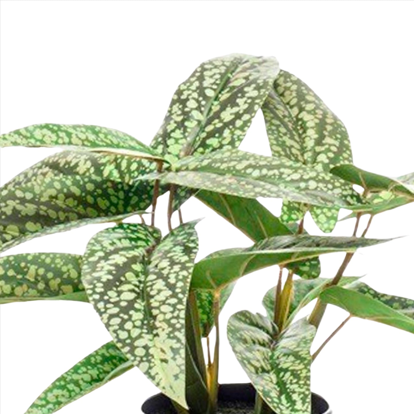 Artificial Plant - Calathea Dots - Schadow Plant - 38 cm