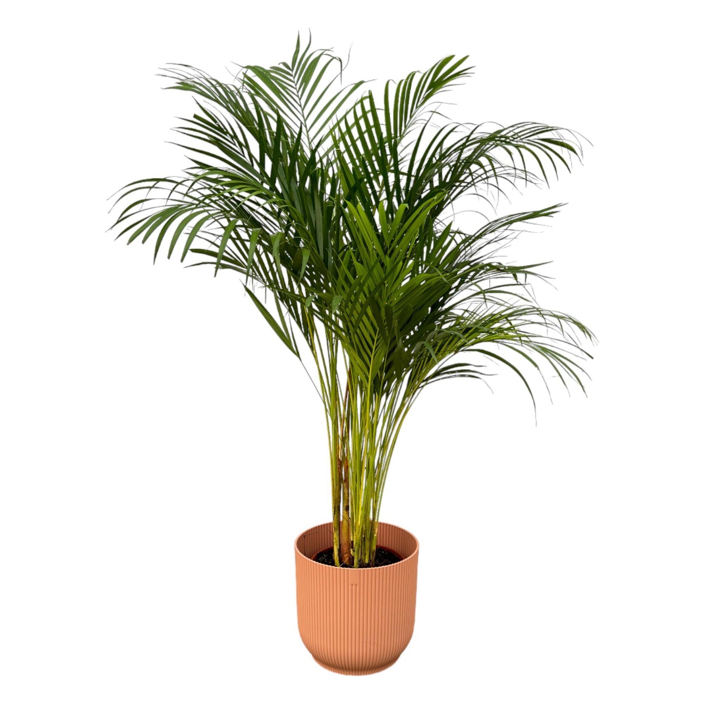 Palmera areca - Altura 130 cm + Maceta redonda plegable Elho Vibes - Rosa D30xH27