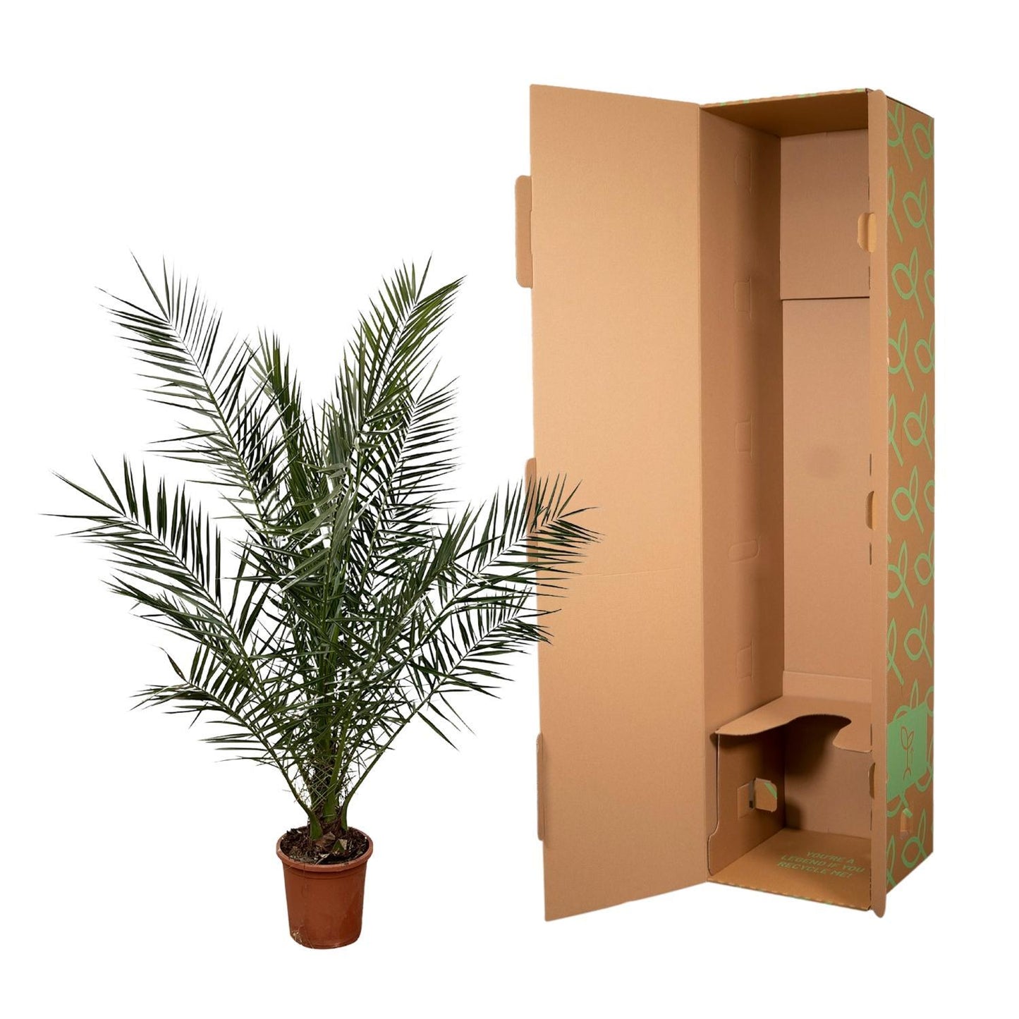 Phoenix Canariensis - 180 cm - 24 cm