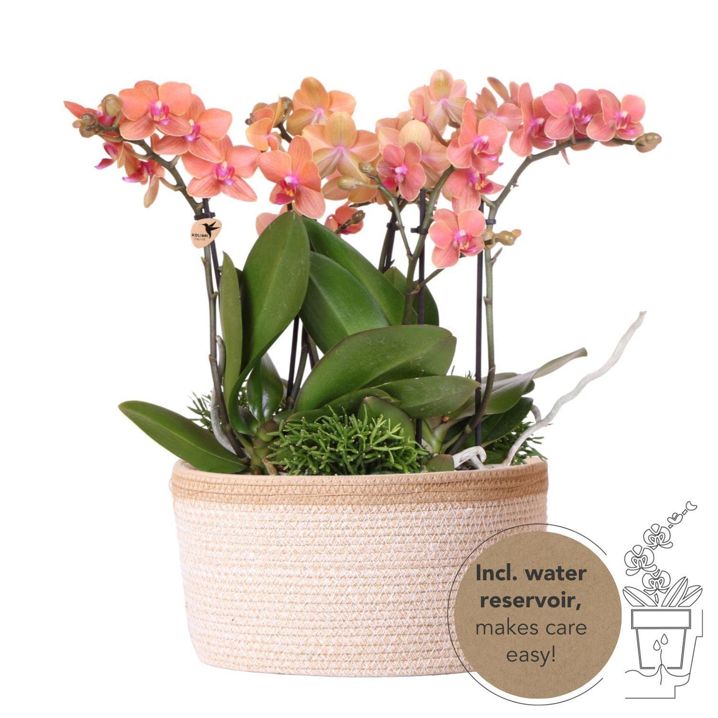 Orange Plant Set in Cotton Basket - 3 Orange Orchids 9cm + 3 Green Plants - Jungle Bouquet Orange + Self-Sustaining Water Reservoir