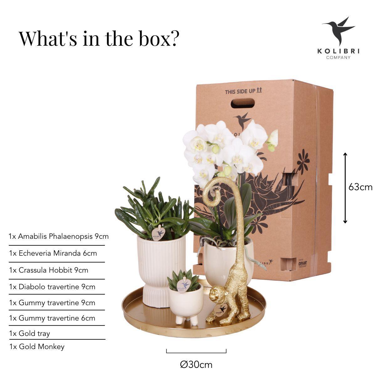 Geschenkset Luxury Living - Set Witte Phalaenopsis Orchideeën en Vetplanten incl. keramische potten