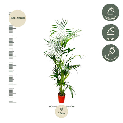 Kentia Palmboom - Hoogte 200 cm - Potmaat 24