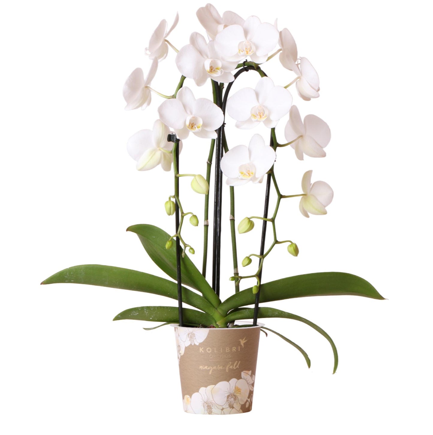 White Orchid - Niagara Fall  - pot size 12cm