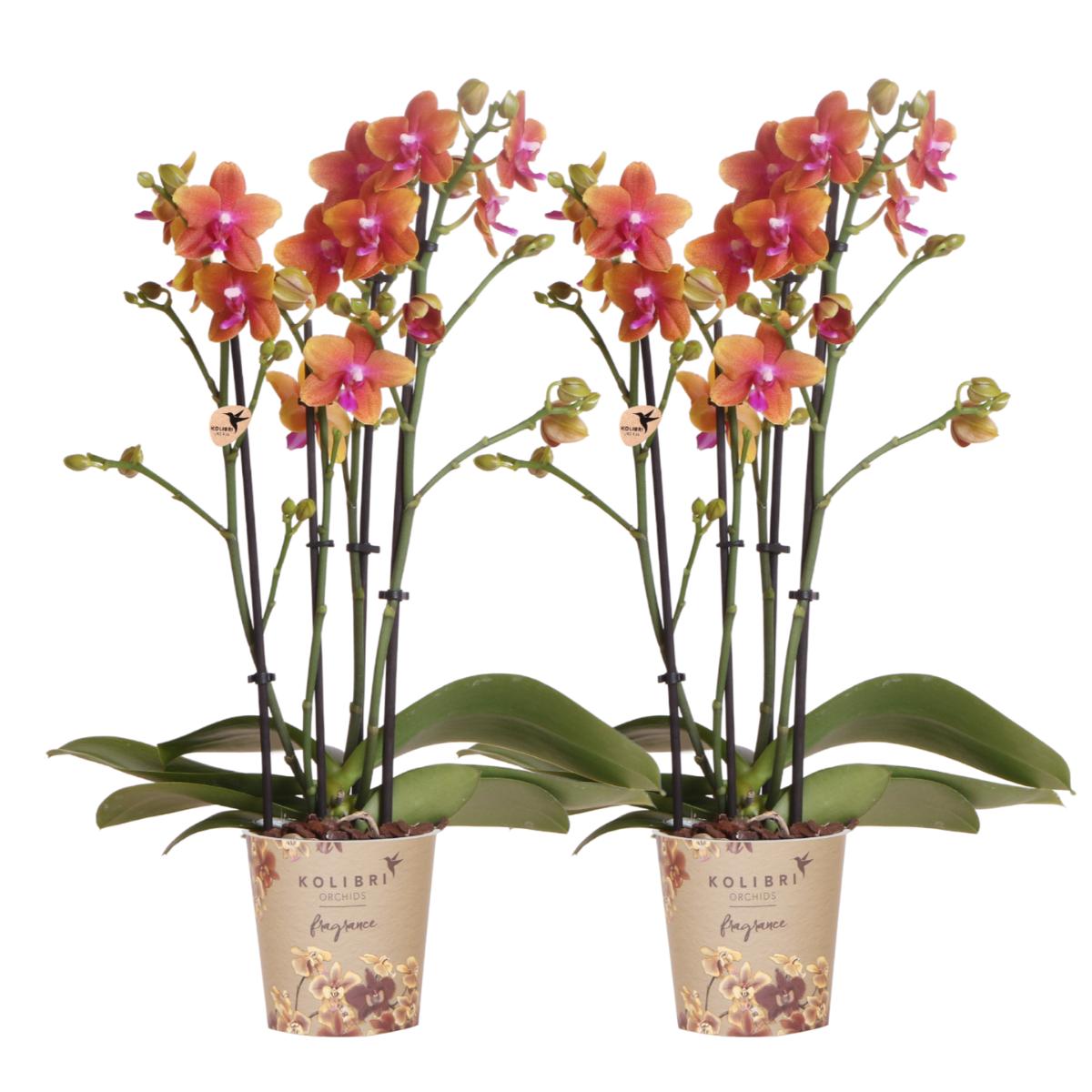 COMBI DEAL van 2 Geurige Oranje Orchideeën - potmaat 12cm