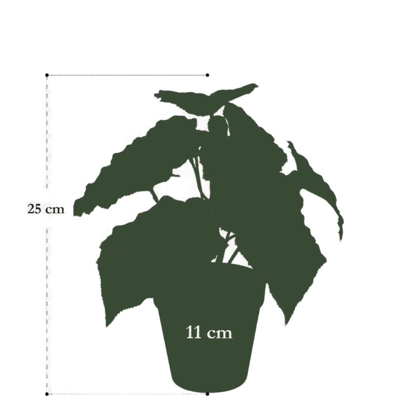 Kunstplant - Begonia Rex - Bladbegonia - 25 cm