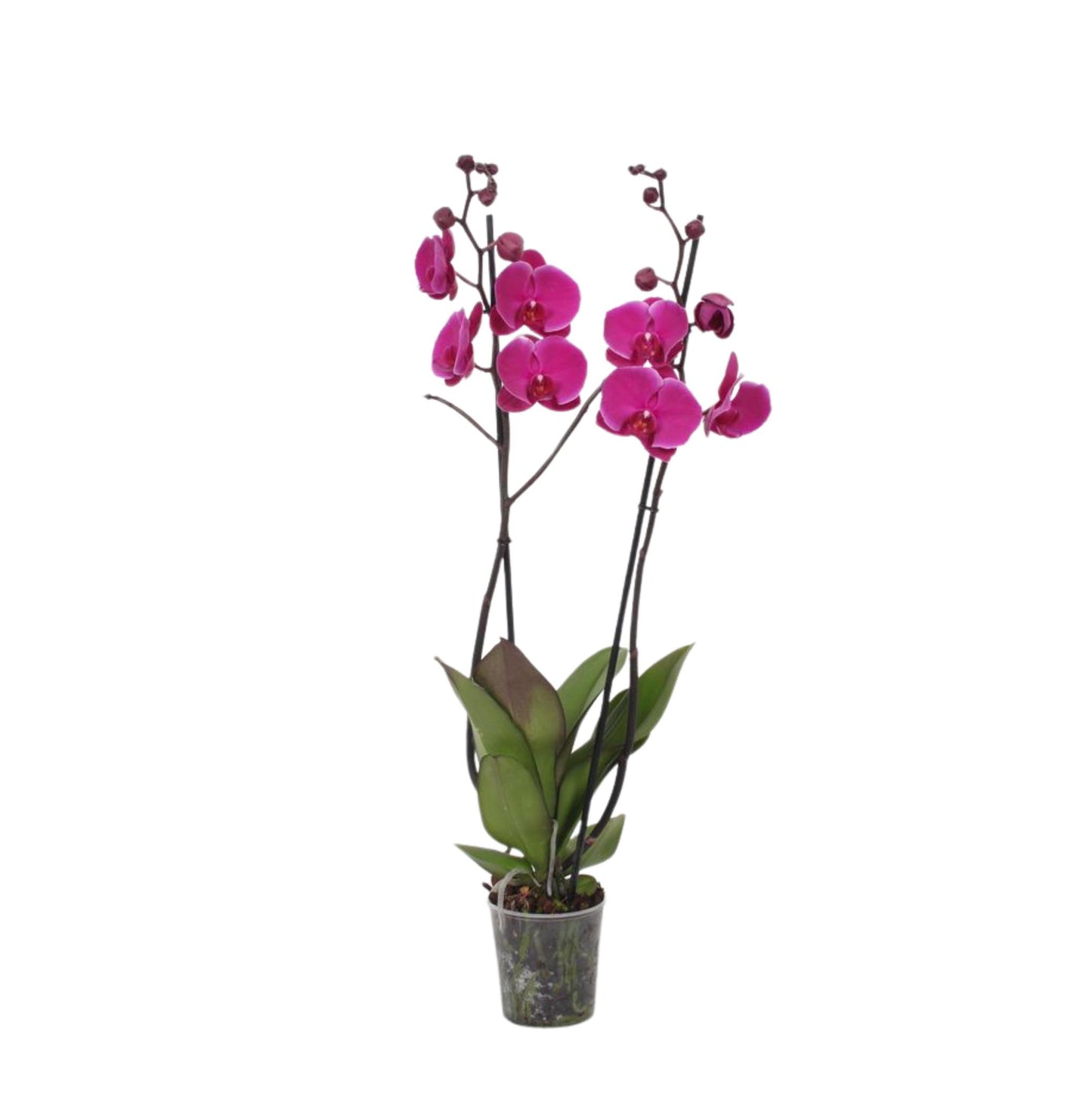 Phalaenopsis Joyride - Hoogte 60 cm - Potmaat 12cm