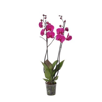 Phalaenopsis Joyride - Hoogte 60 cm - Potmaat 12cm