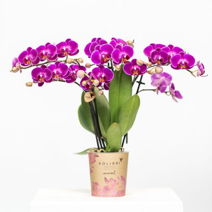 Purple Orchid - Morelia - pot size 9cm