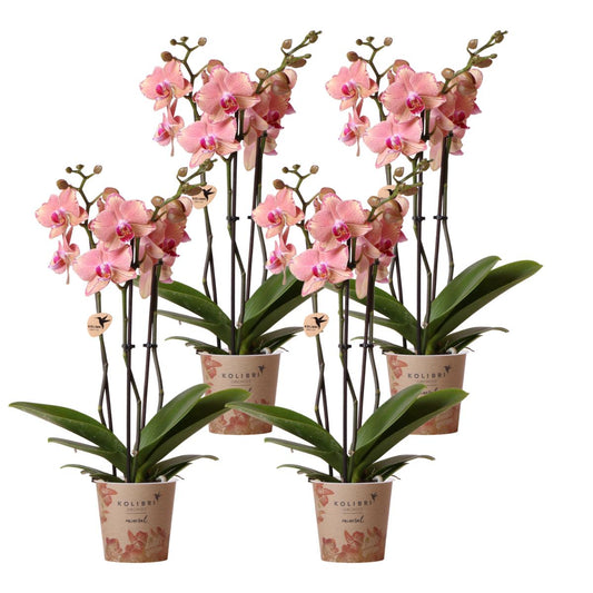 COMBI DEAL of 4 Orchids - Pirate Picotee - Pot Size 12cm