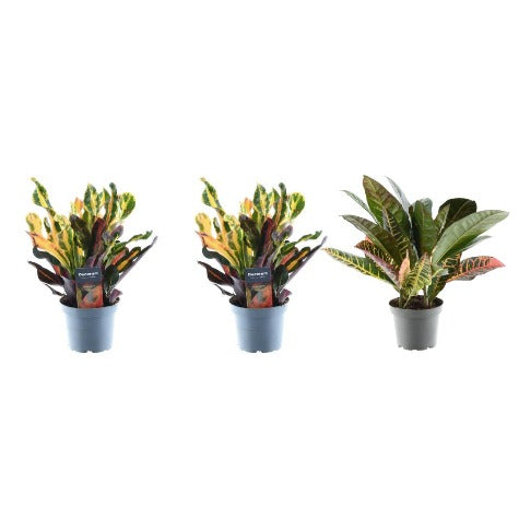 3x Croton Codiaeum mix - Height 30 cm - Pot size 12 cm