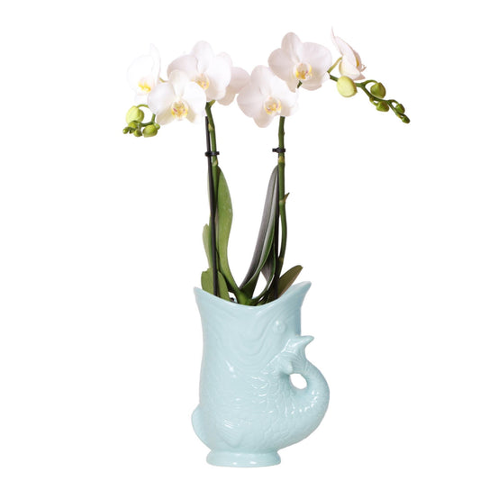 Witte Orchidee Amabilis + Vispot Turquoise Maat 9cm