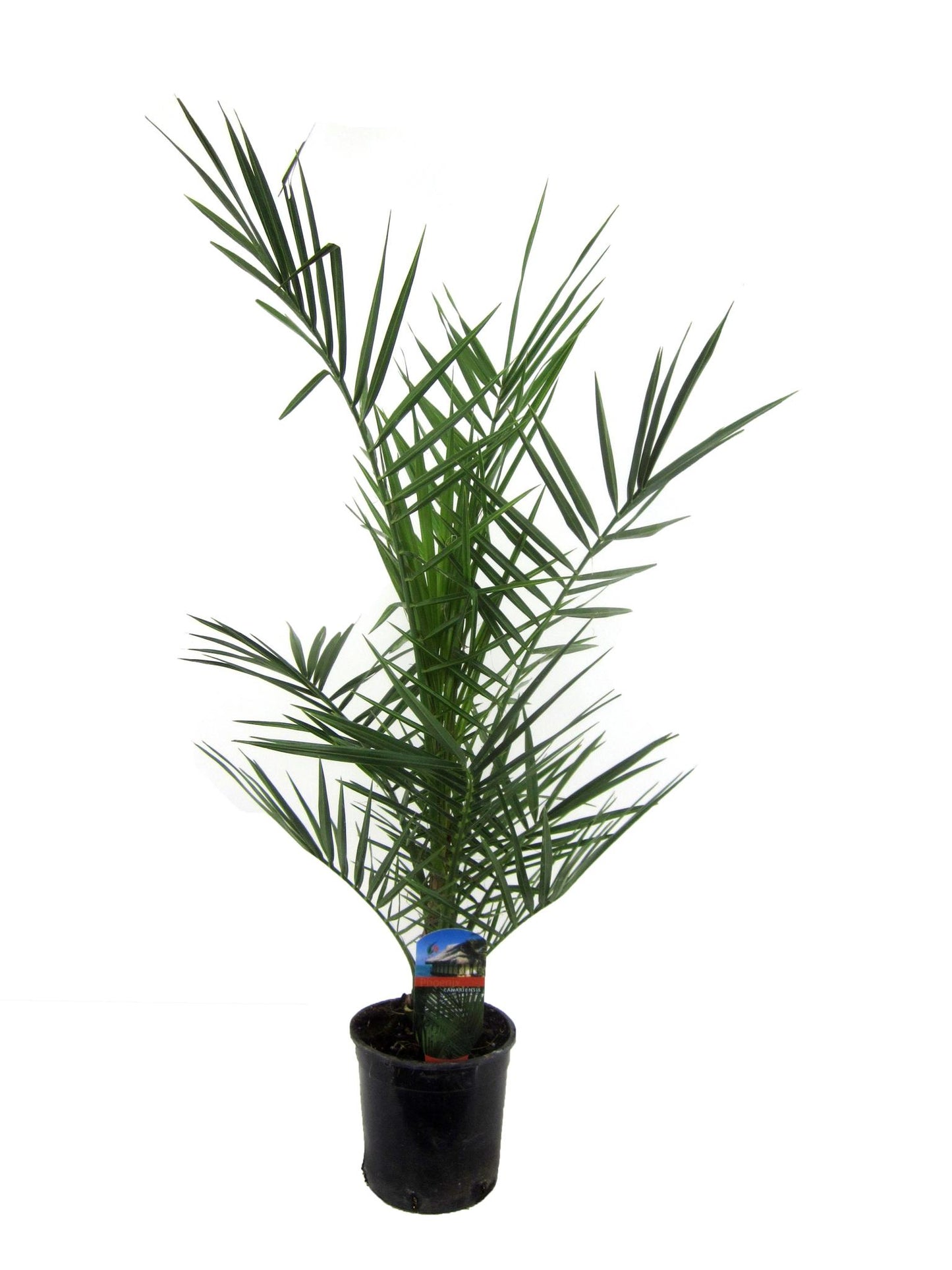 Phoenix Canariensis - 80 cm - 15 cm