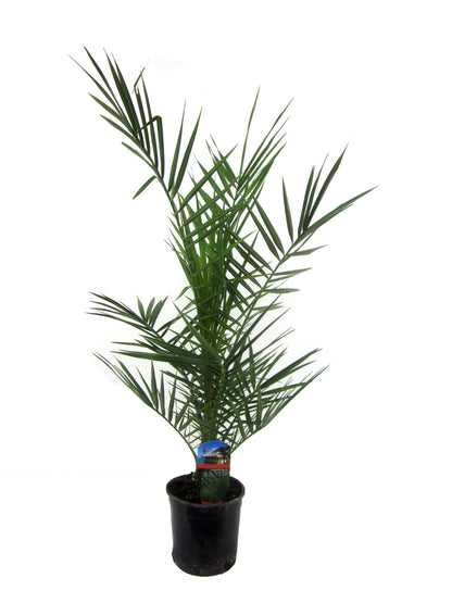 Phoenix Canariensis - 80 cm - 15 cm