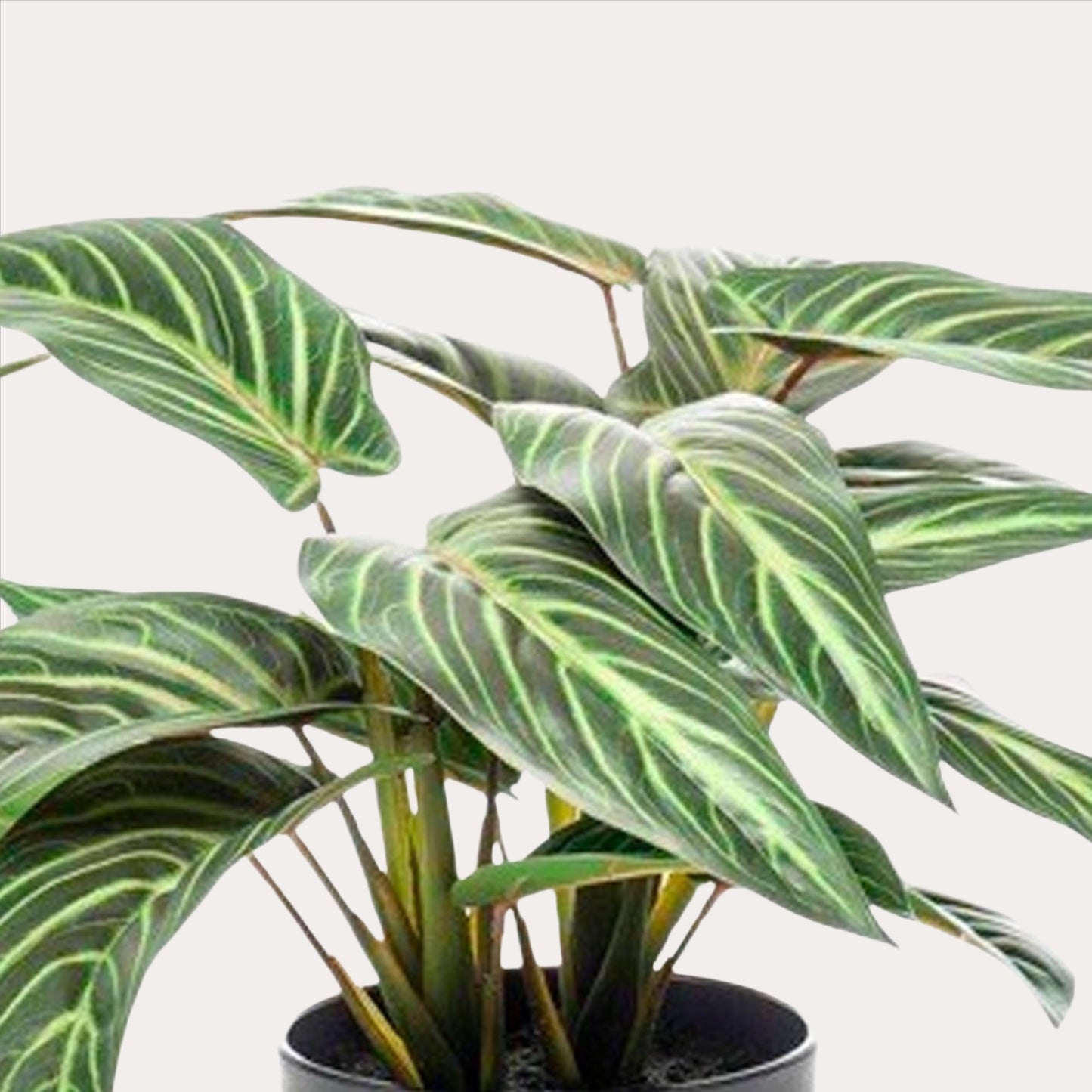 Kunstplant - Calathea Zebrina - Zebraplant - 38 cm