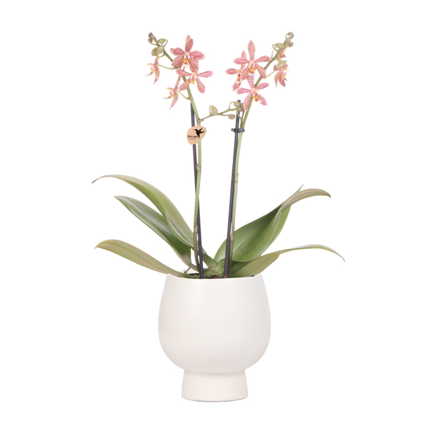 Oranje Phalaenopsis Orchideeën - Spin in Scandinavisch wit - potmaat 9cm