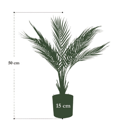 Artificial Plant - Chamaedorea Elegans - Berg Palm - 50 cm up to 85 cm