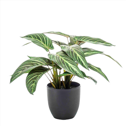 Kunstplant - Calathea Zebrina - Zebraplant - 38 cm