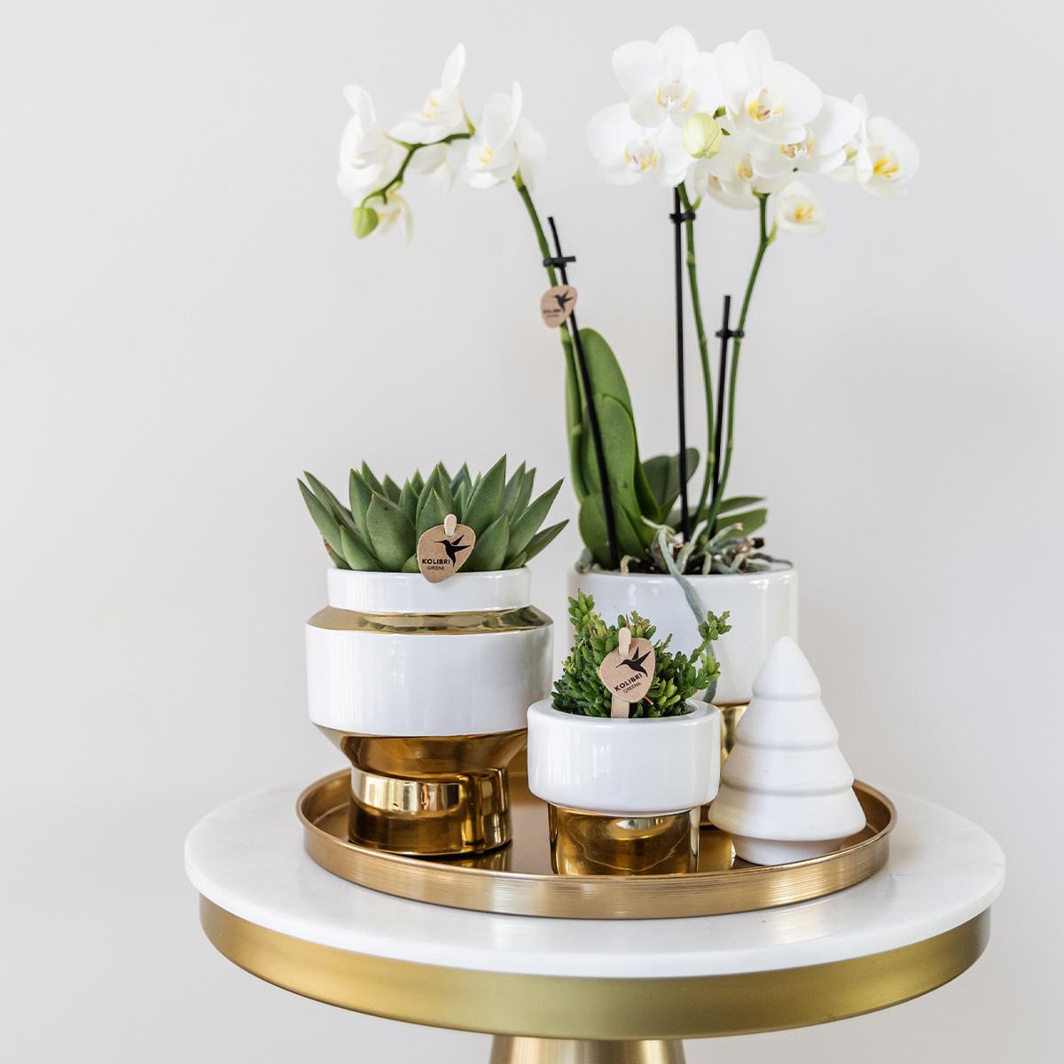 Gift Set Christmas Gold - Plant Set with White Orchid and Succulents incl. Ceramic Decorative Pots