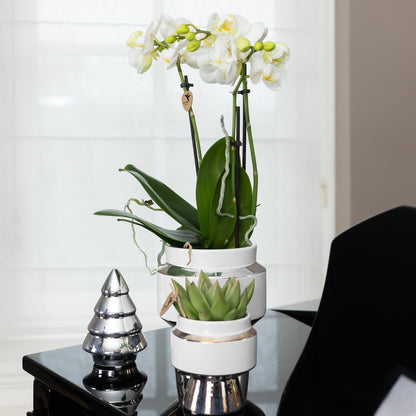 White Orchids and Succulents Set on a silver tray