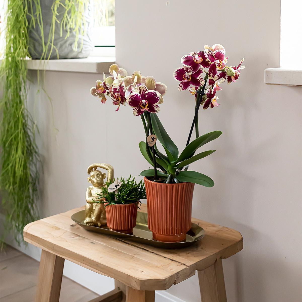 Plant Set Culture Cocktail Terracotta Small - Green Plants + Orchid in a Retro Terracotta Pots + Gold Tray