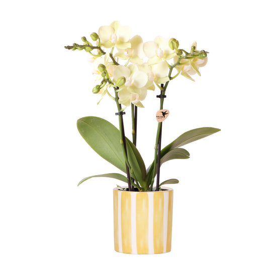 Witte Gele Orchidee – potmaat 9cm – hoogte 40cm