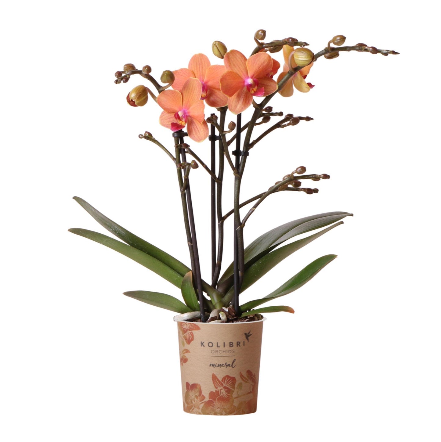 Oranje Phalaenopsis Orchidee - Mineral Bolzano - potmaat 9cm