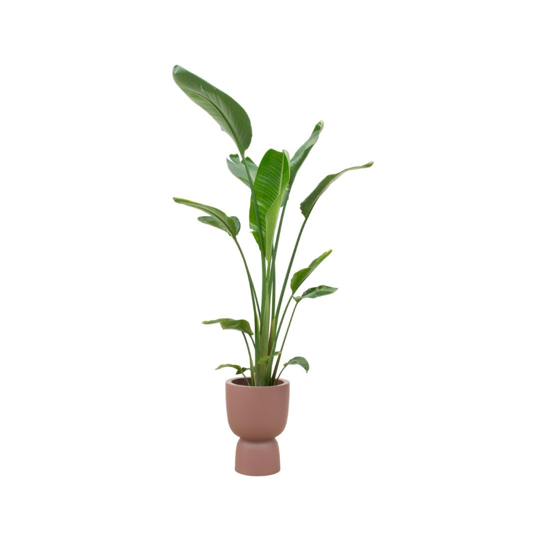 Strelitzia Augusta multitallo + Elho Pure Coupe marrón 35cm - 210cm