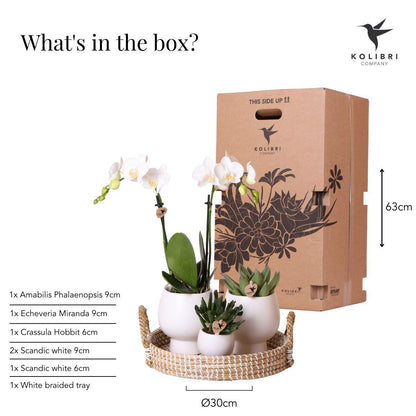 Geschenkset Scandic Wit - Plantenset met witte orchideeën en vetplanten inclusief keramische decoratieve potten