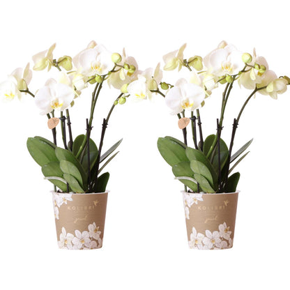 COMBI DEAL van 2 Witte Orchideeën - potmaat 12cm