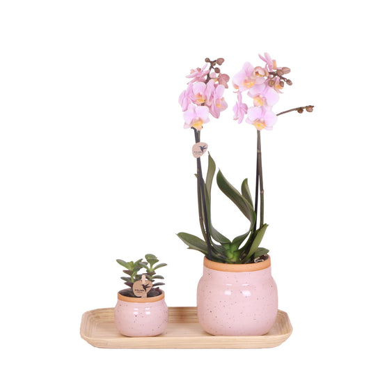 Plant Set Love Pink Small | Green Plants with Pink Orchid in Vintage White Decorative Pots and Bamboo Tray