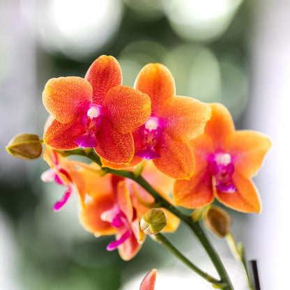 COMBI DEAL van 2 - Geurige oranje Phalaenopsis orchideeën - potmaat 12cm