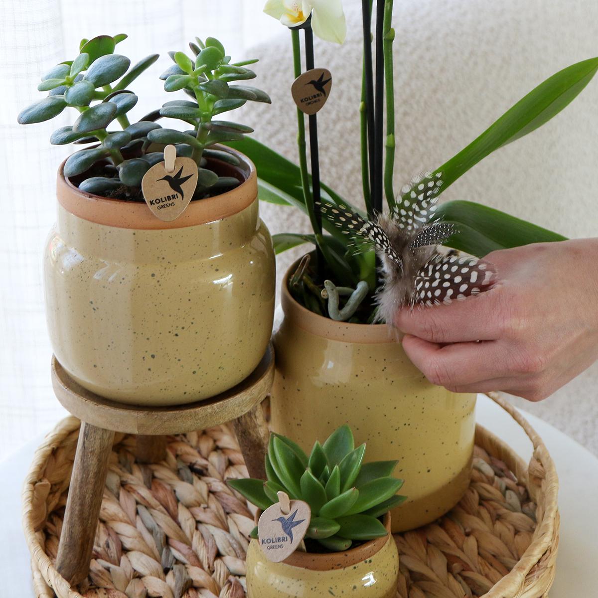 Gift Set Yellow Orchids in Vintage khaki pot and hyacinth tray