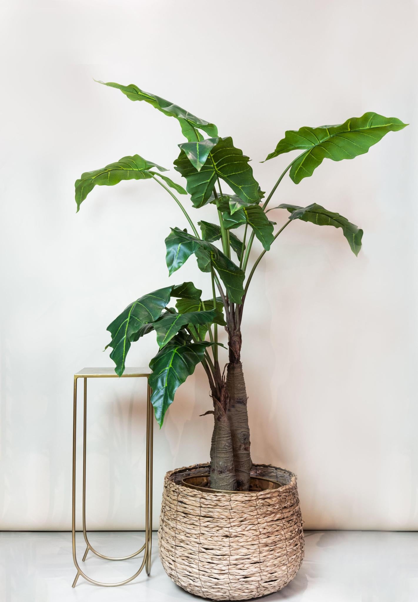 Kunstplant - Alocasia - Olifantsoorplant - 180 cm