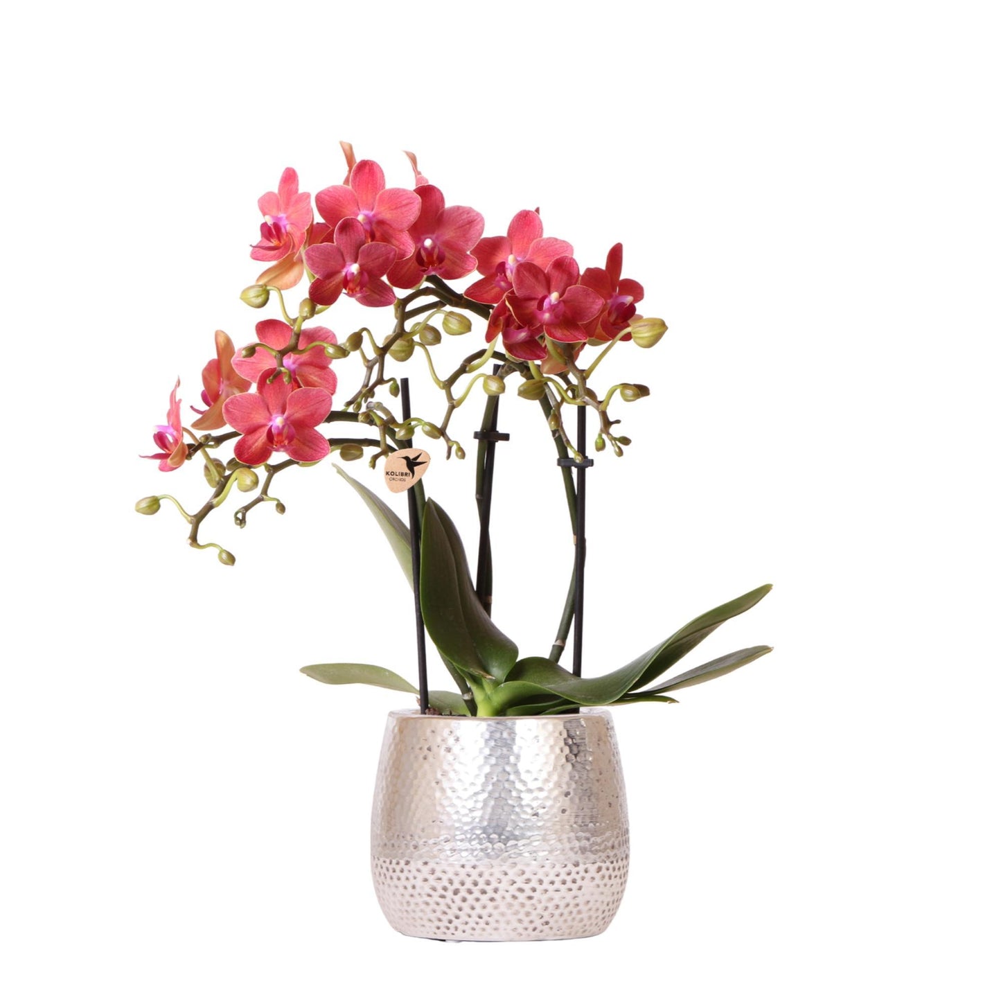 Rode orchidee – Congo + Elite pot zilver – potmaat 9cm – 40cm 