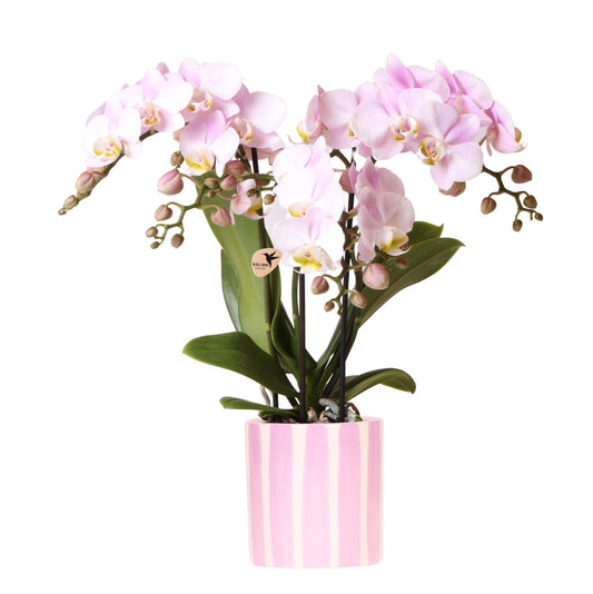 Roze Orchidee Portugal + Roze Gestreepte Pot - Potmaat 9cm