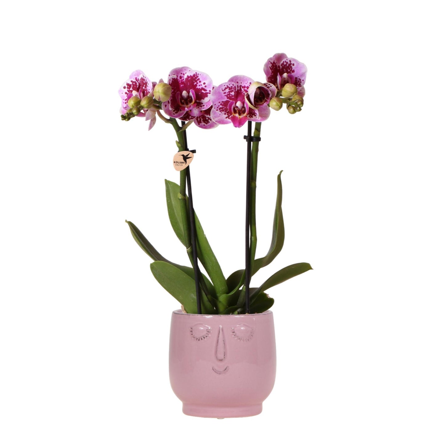 Roze Paarse Orchidee - El Salvador + Happy Face Roze Pot - Potmaat 9cm - Hoogte 35cm