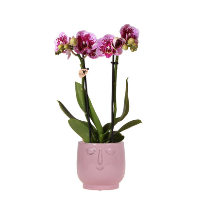 Roze Paarse Orchidee - El Salvador + Happy Face Roze Pot - Potmaat 9cm - Hoogte 35cm