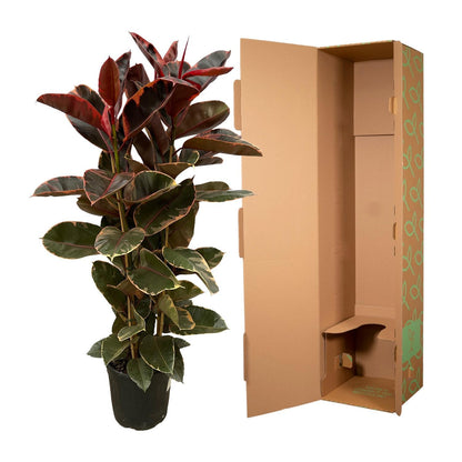 Ficus Elastica Belize Shrub - Height 170 cm - Pot size 29 cm