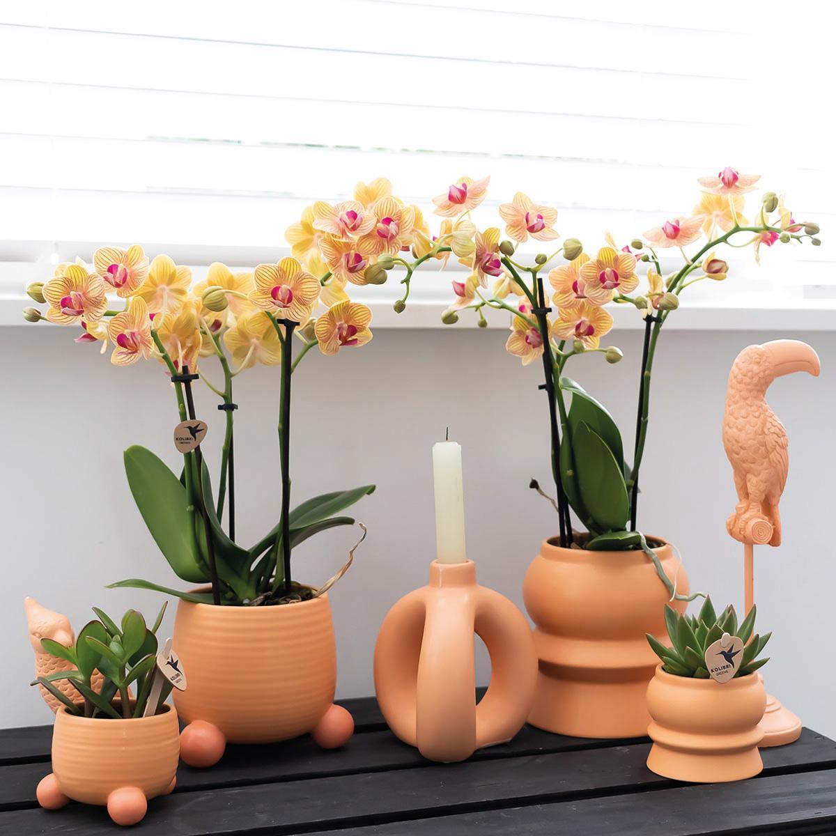 Orquídea naranja mineral Bolzano + Melocotón rodante - tamaño de maceta 9cm