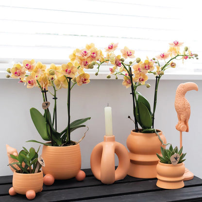 Orquídea naranja mineral Bolzano + Melocotón rodante - tamaño de maceta 9cm