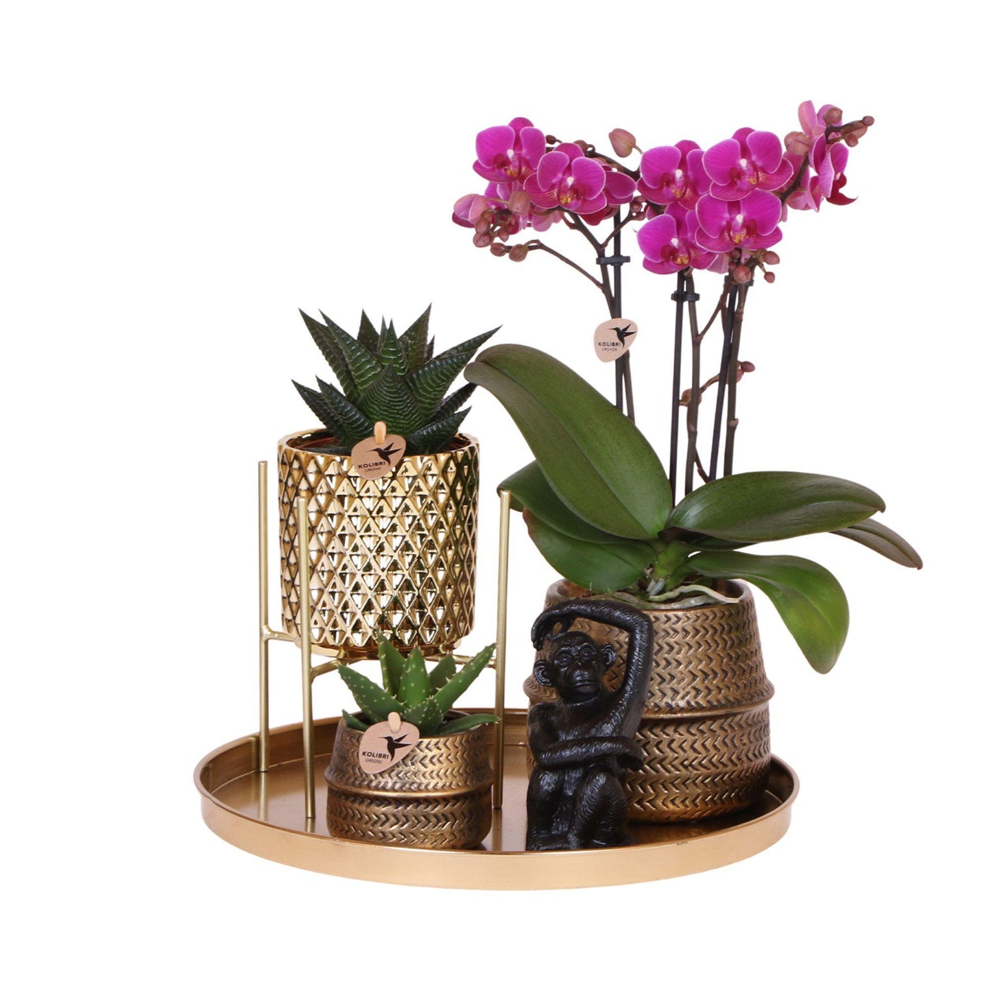 Gift Set Hotel Chic| Purple Orchids and Succulents incl. ceramic pots