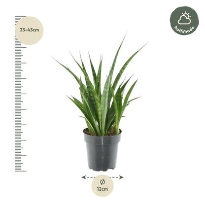 3x Sansevieria Kirkii - 38 cm - 12