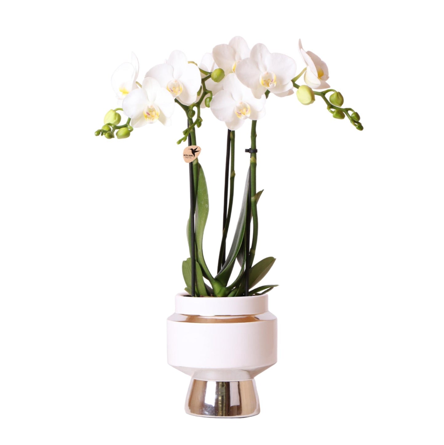 White Orchid – Amabilis + Le Chic Silver Pot  – Pot Size 9cm – 40cm