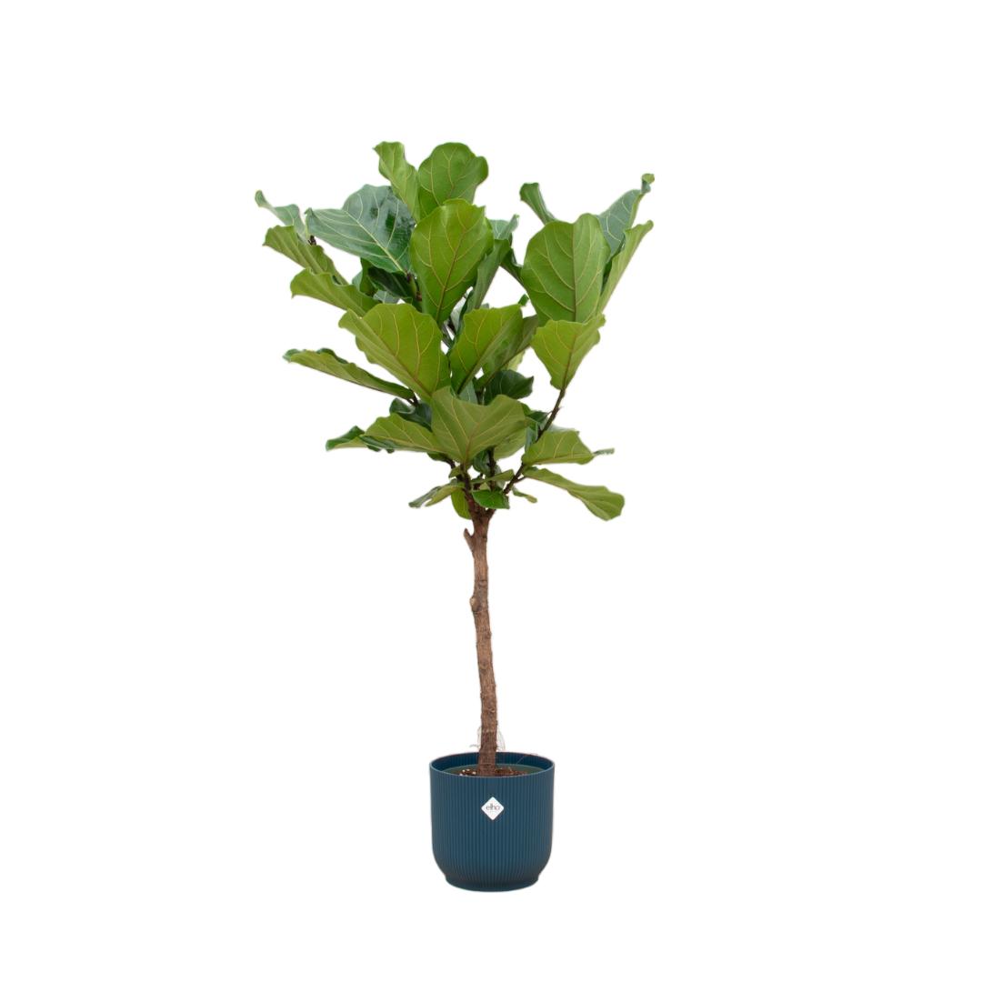 Ficus Lyrata  + Elho Vibes Fold Round blue - 160 cm - 30 cm