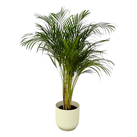 Areca palm - 130 cm - 24 cm + elho Vibes Fold Rond wit D30xH27