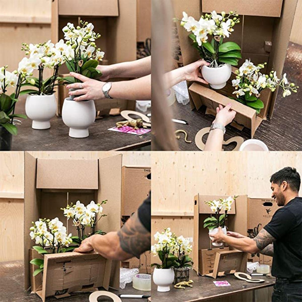 Plant Set in Cotton Basket - Three White Orchids and Three Green Plants - Field Bouquet White with Self-Sustaining Water Reservoir